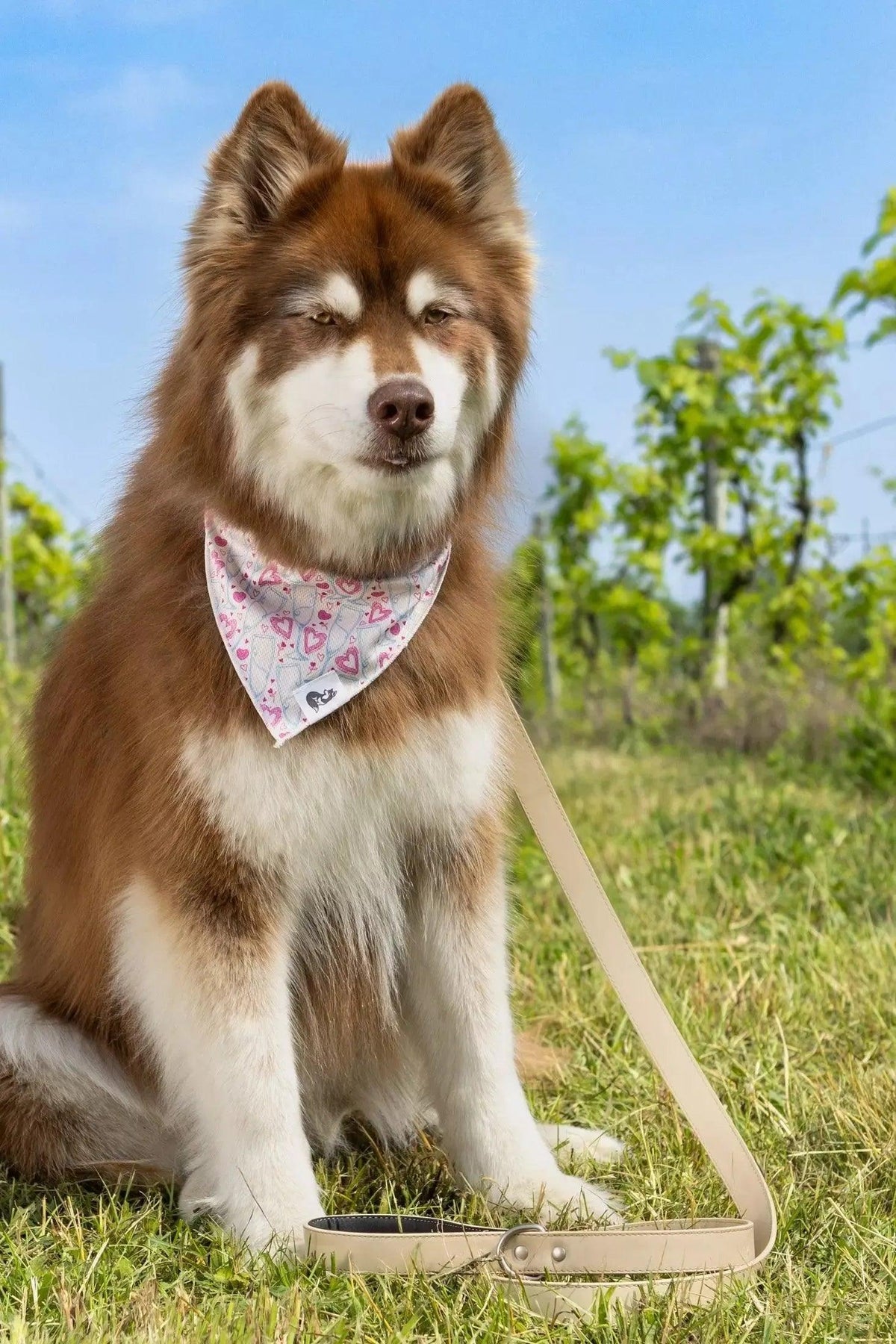 Cheers to Love Dog Bandana-1