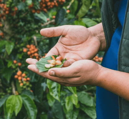 Guatemalan Barrel Aged Coffee | Medium Roast, Bourbon Infused, Small Batch Roasted-2