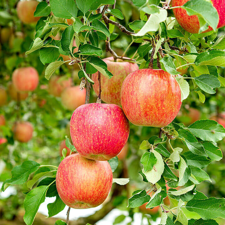 Freeze-Dried Apple Slices - Dried Apple Crisp - Single Ingredient-1