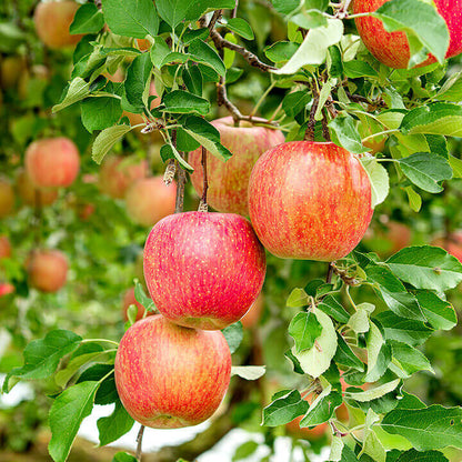 Freeze-Dried Apple Slices - Dried Apple Crisp - Single Ingredient-1