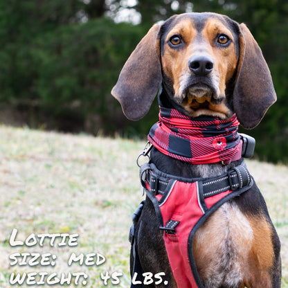 Buffalo Plaid Pup Scruff-2