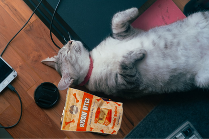 Single Ingredient, High Value Freeze-Dried Training Treats for Dogs & Cats - Salmon-4