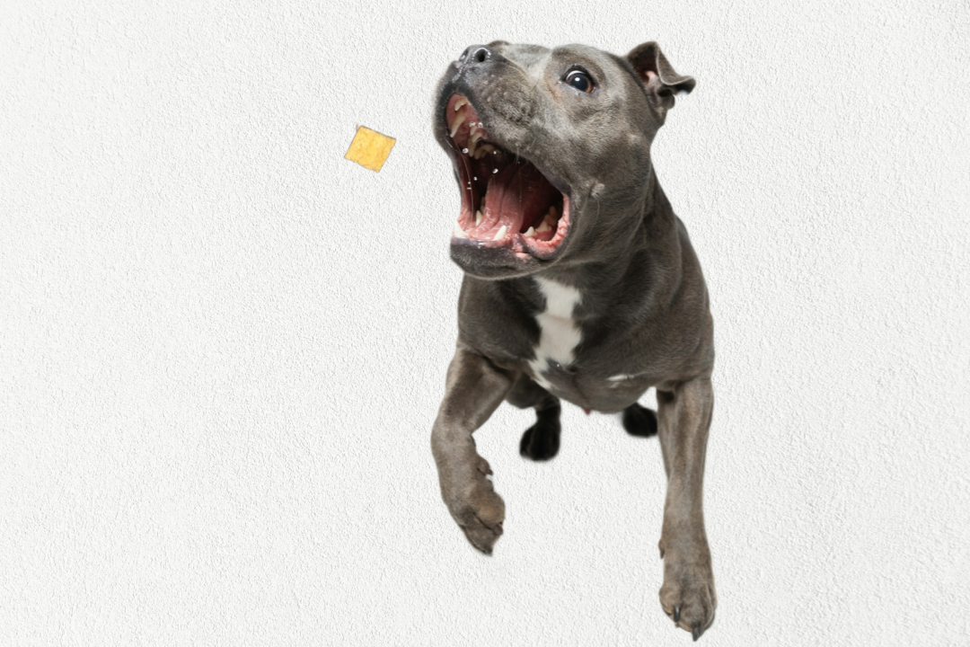 Single Ingredient, High Value Freeze-Dried Training Treats for Dogs & Cats - Salmon-2