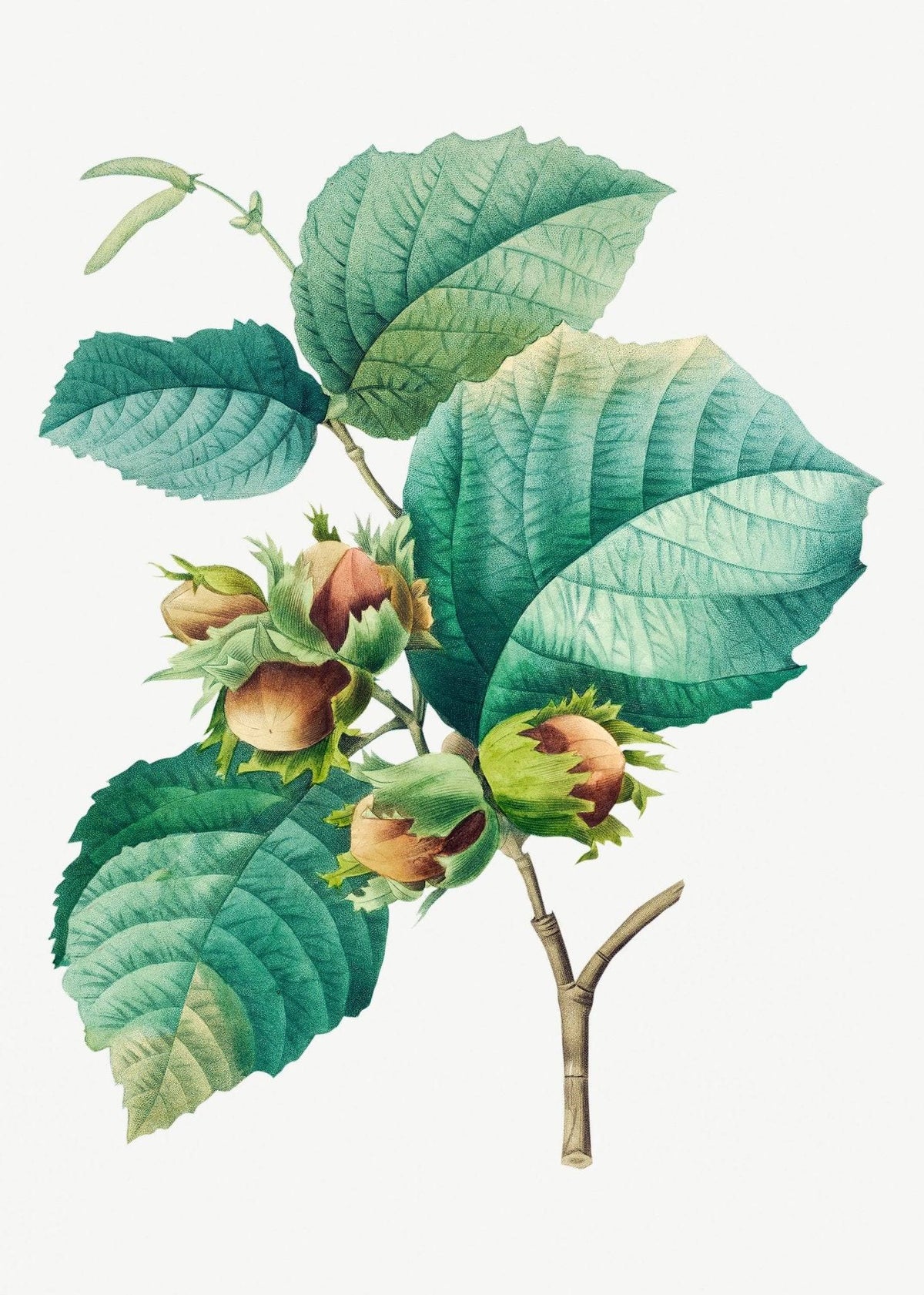 Hazelnut Natural Medium Roast – Freshly Roasted 12oz-2lb | Ethically Sourced-4