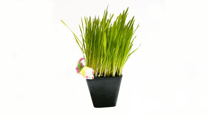 Cat Grass Blend - Non-GMO - Certified Organic - Bonus CAT Toy - Glyphosate Free