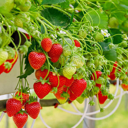 Freeze-Dried Whole Strawberries (Sweetened) - Strawberry Crisp - Bulk Supply-1
